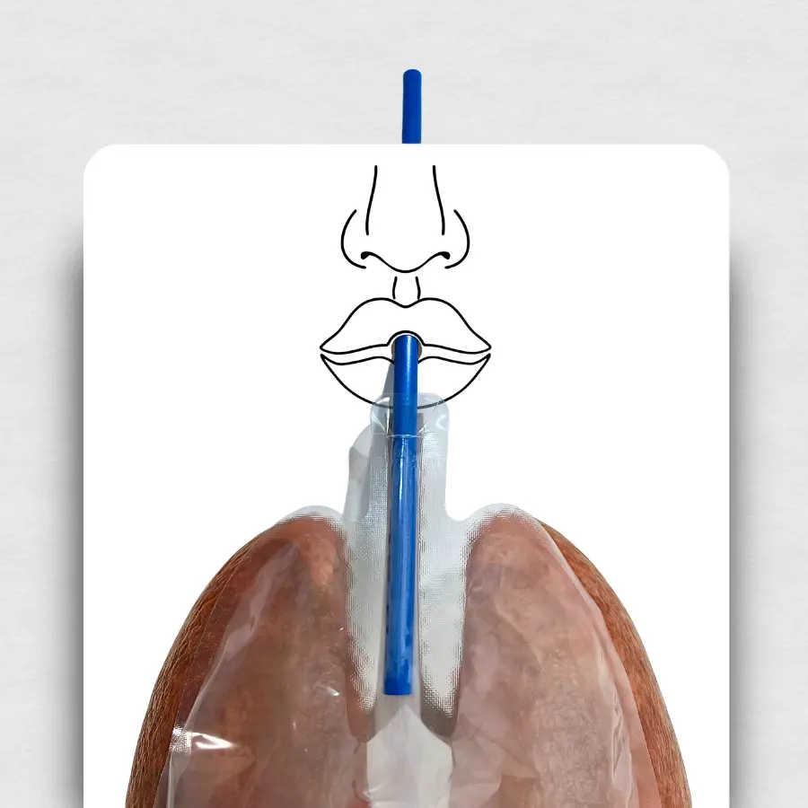 49850-Big-Breath-Respiratory-System-Model-UPDATED-WEB.webp