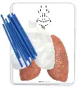 49850-Big-Breath-Respiratory-System-Model-CONTENTS-1500px.webp