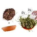 kit-pot-terre-cuite-11-cm-plante-eternelle-rose-de-jericho.webp