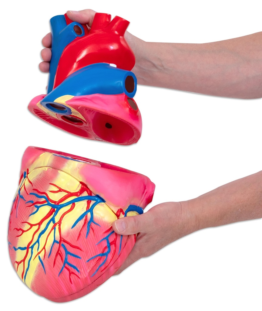 LA COEUR * NOUVEAU