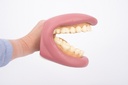 DENTIER GEANT