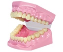 DENTIER 10CM