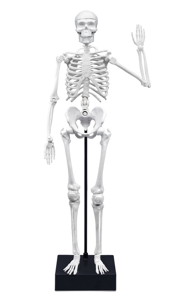 SQUELETTE 45 CM*NOUVEAU