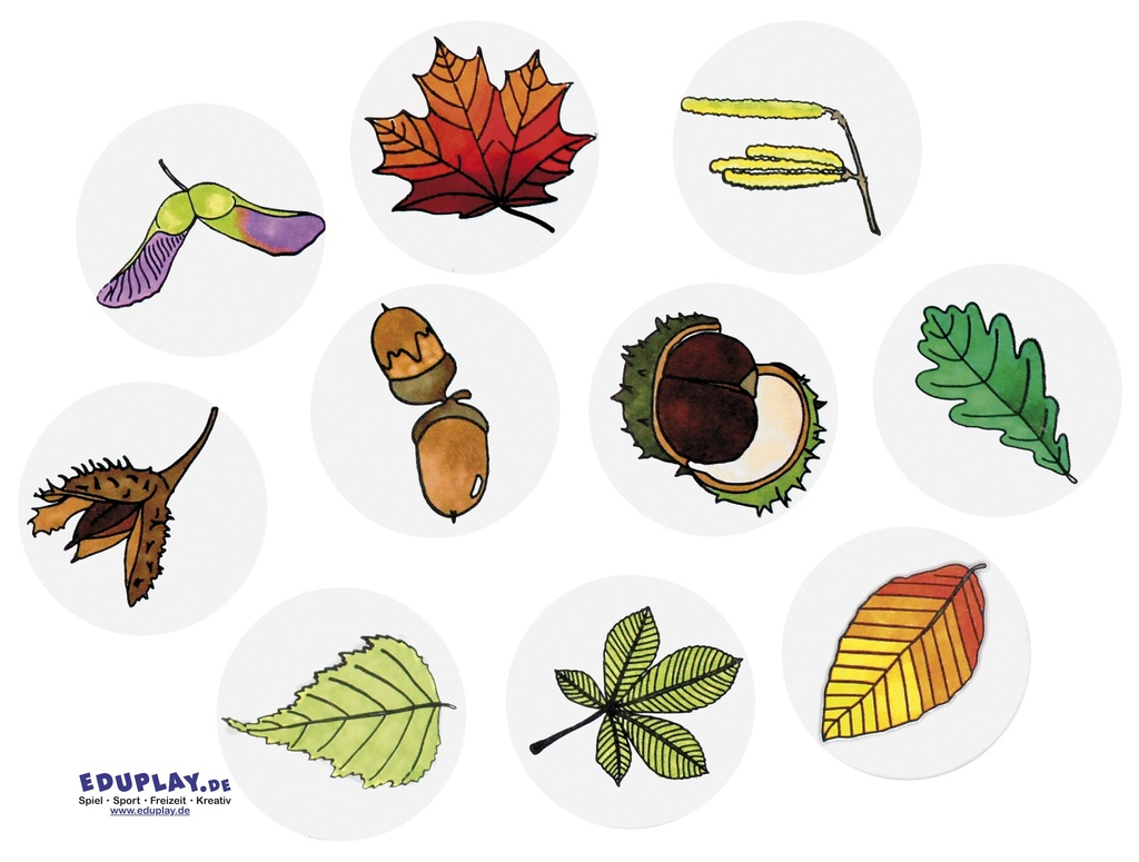 FEUILLES ET FRUITS,SET DE 10 TAMPON