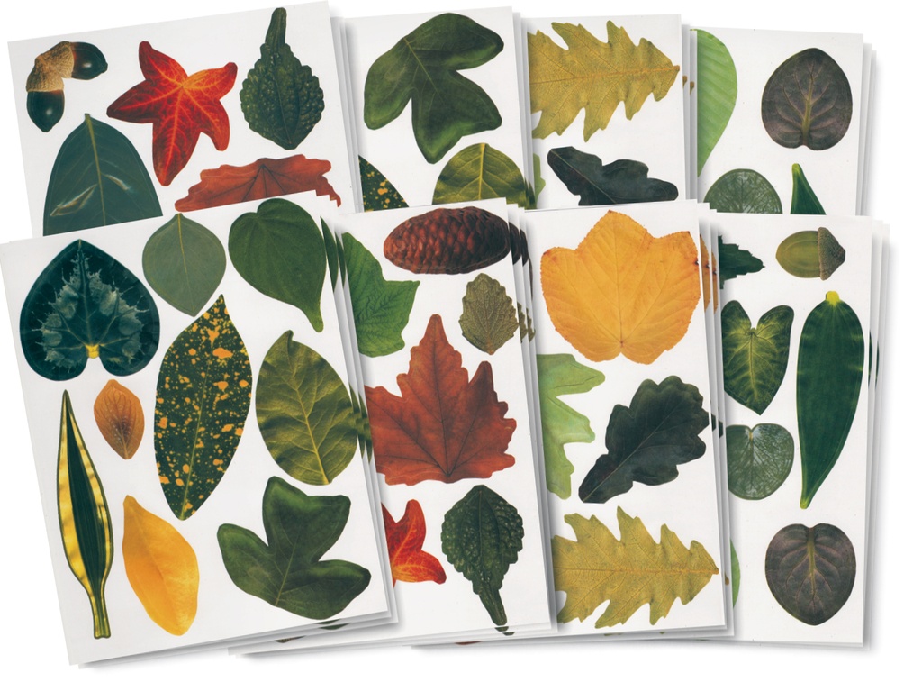 FEUILLES ART DE LA NATURE