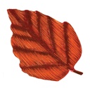 POCHOIRS NATURE LES FEUILLES, LOT DE 12