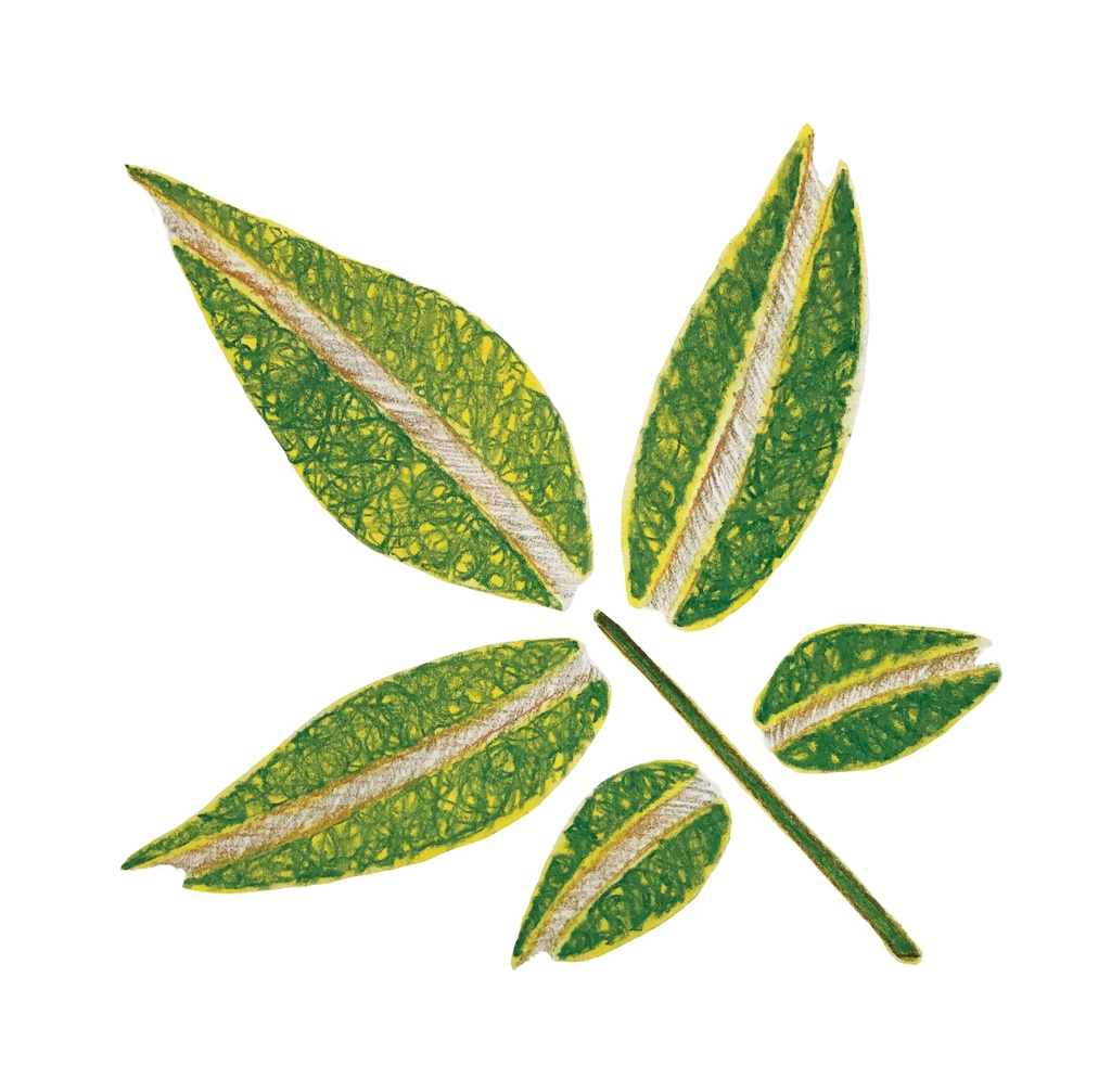 POCHOIRS NATURE LES FEUILLES, LOT DE 12