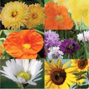 COFFRET ECOLE: 5 VARIÉTÉS DE FLEURS