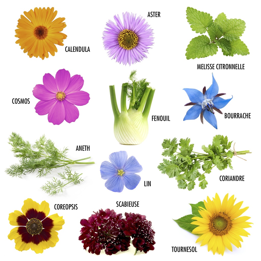 COFFRET PAPILLONS ET ABEILLES AU JARDIN