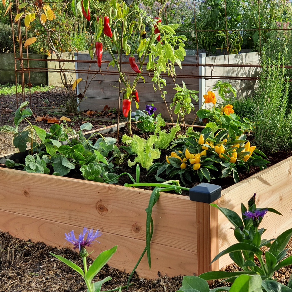 POTAGER EN BOIS DOUGLAS
