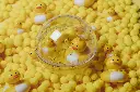 PBHBDUCK_17.webp