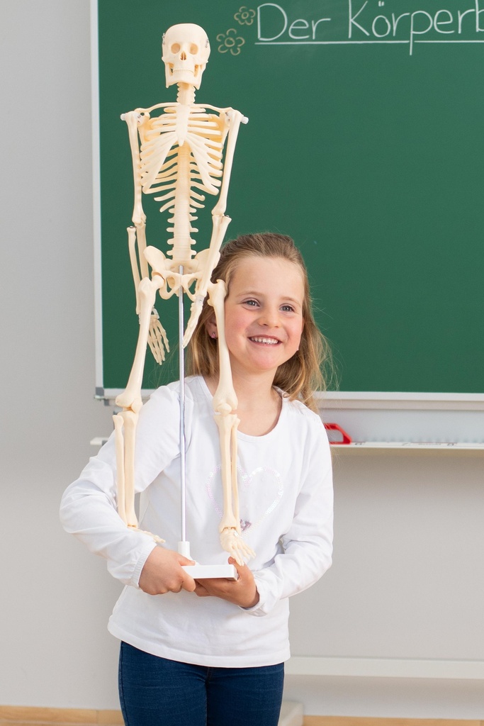 SKELETON 85CM
