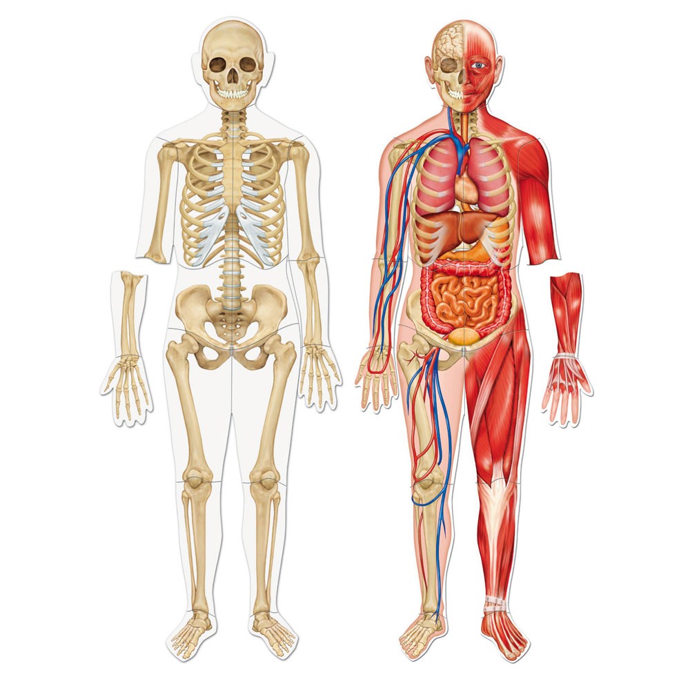 MAGNETIC HUMAN BODY