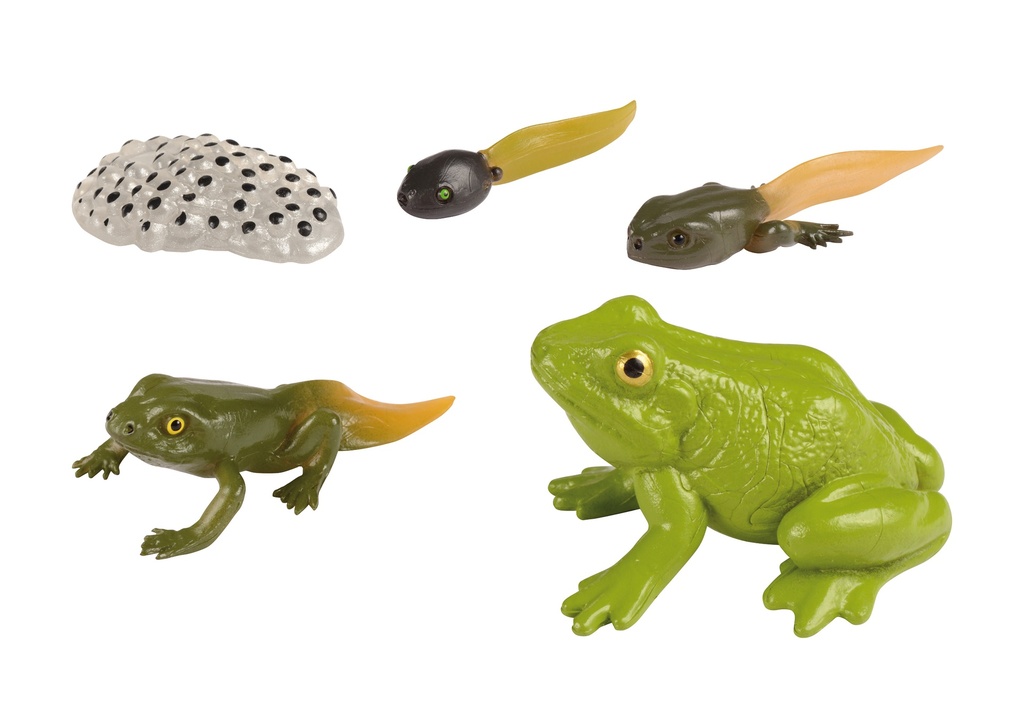 LIFE CYCLE: THE FROG