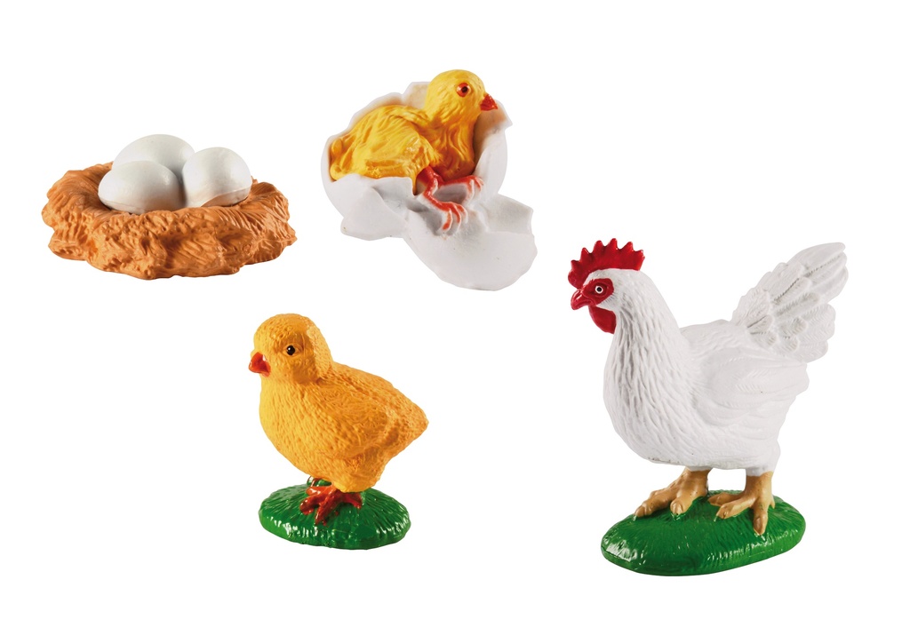 CYCLE DE VIE: LA POULE