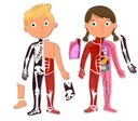THE HUMAN BODY, A MAGNETIC GAME