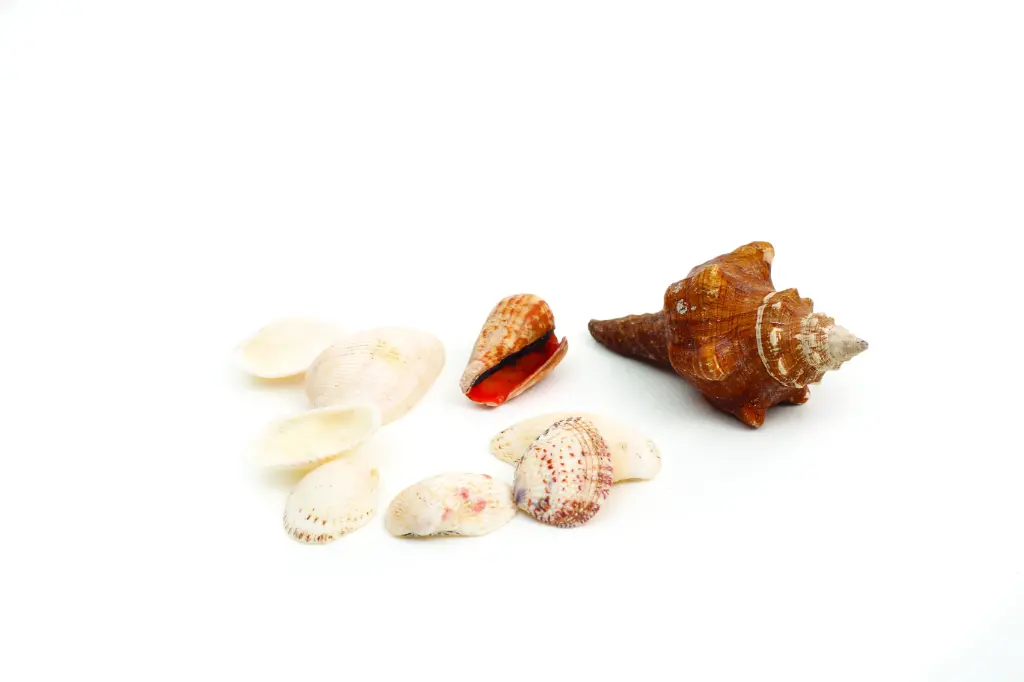 COQUILLAGES