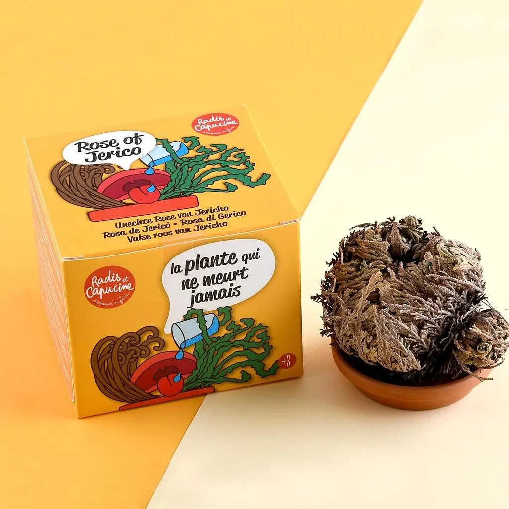 PLANTE ÉTERNELLE