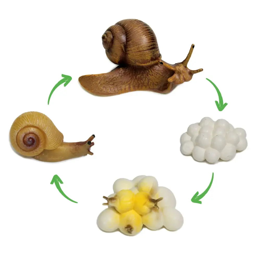 CYCLE DE VIE: L'ESCARGOT