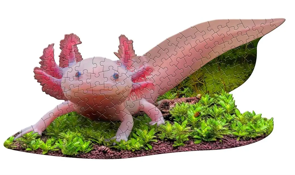 IAM LIL'AXOLOTL, 100 PIÈCES 