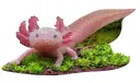 IAM LIL'AXOLOTL, 100 PIÈCES 