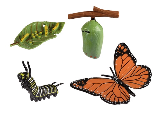 [60403] CYCLE DE VIE: LE PAPILLON