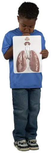 [R4985] MODÈLE DU SYSTÉME RESPIRATOIRE