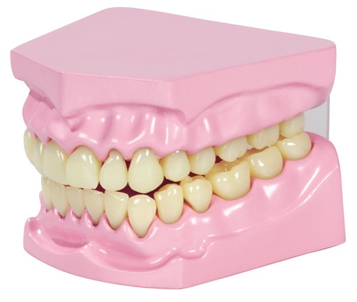 [6703] 10CM DENTURE